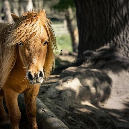 Ranc Cerveny Mlyn Villa Lisov  Dış mekan fotoğraf
