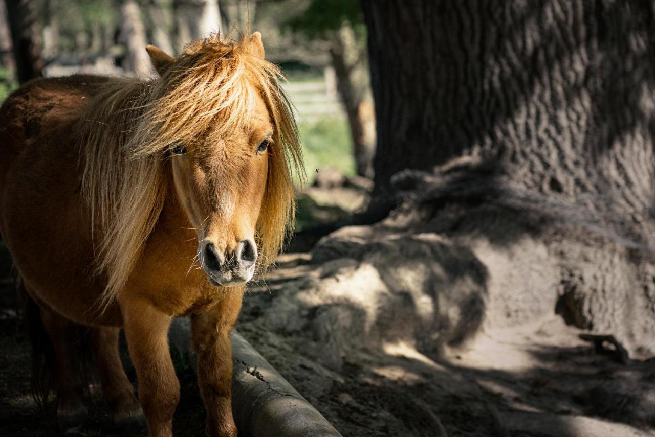 Ranc Cerveny Mlyn Villa Lisov  Dış mekan fotoğraf